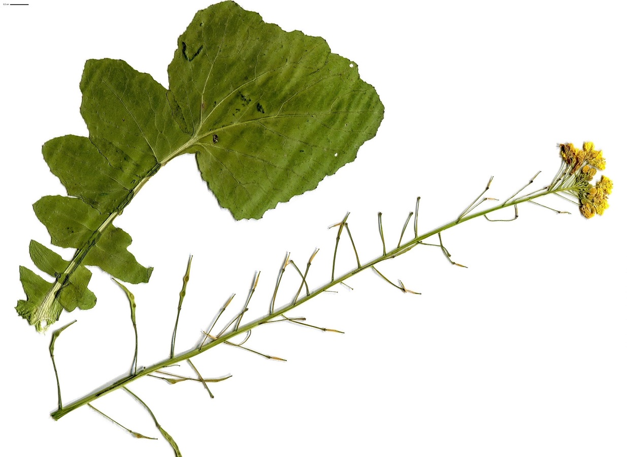 Brassica rapa var. rapa (Brassicaceae)